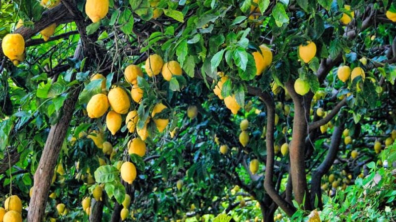 agrumi limoni