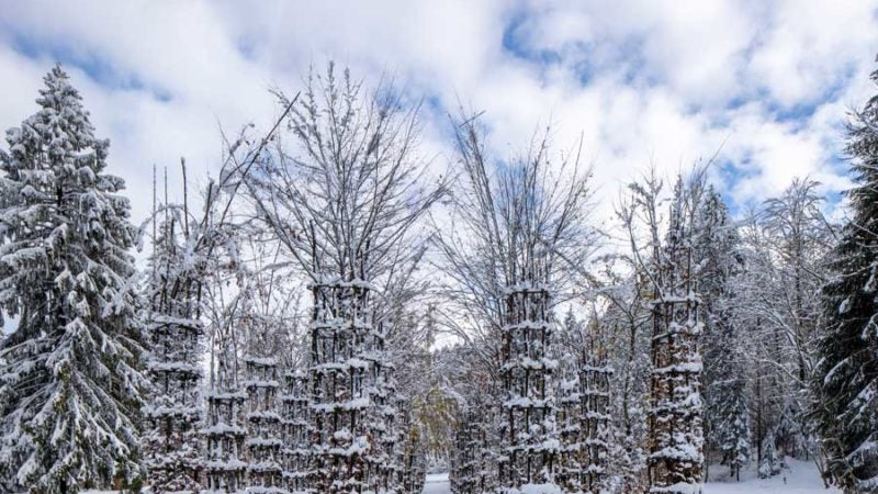 cattedrale di alberi con neve nel parco Arte Sella